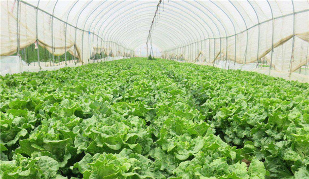 黔江正阳无公害蔬菜种植批发基地