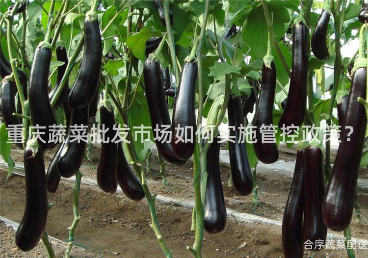 重庆蔬菜批发市场如何实施管控政策？