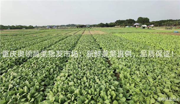 重庆奥领蔬菜批发市场：新鲜蔬菜直供，品质保证！