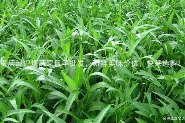重庆沙坪坝蔬菜包子批发，新鲜美味价优，快来选购！