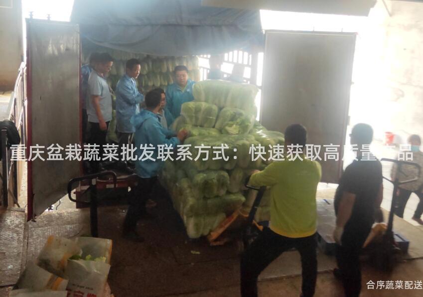 重庆盆栽蔬菜批发联系方式：快速获取高质量产品