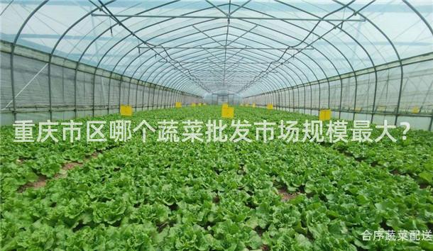 重庆市区哪个蔬菜批发市场规模最大？