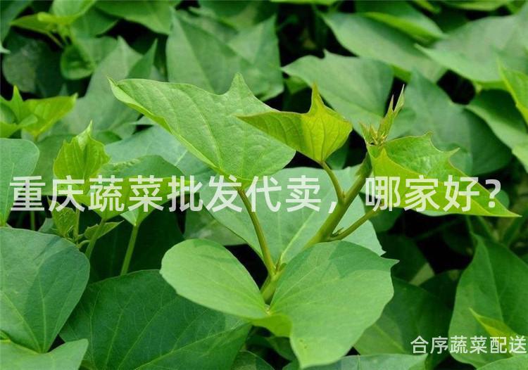 重庆蔬菜批发代卖，哪家好？