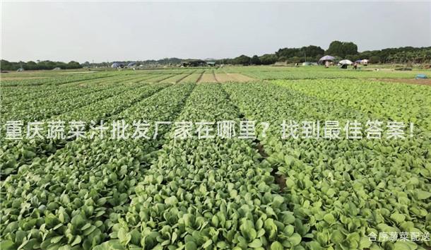 重庆蔬菜汁批发厂家在哪里？找到最佳答案！