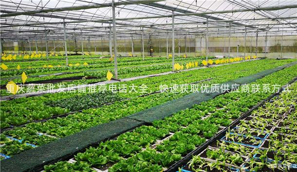 重庆蔬菜批发店铺推荐电话大全，快速获取优质供应商联系方式