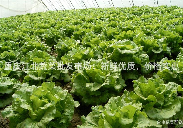 重庆江北蔬菜批发市场：新鲜优质，价格实惠