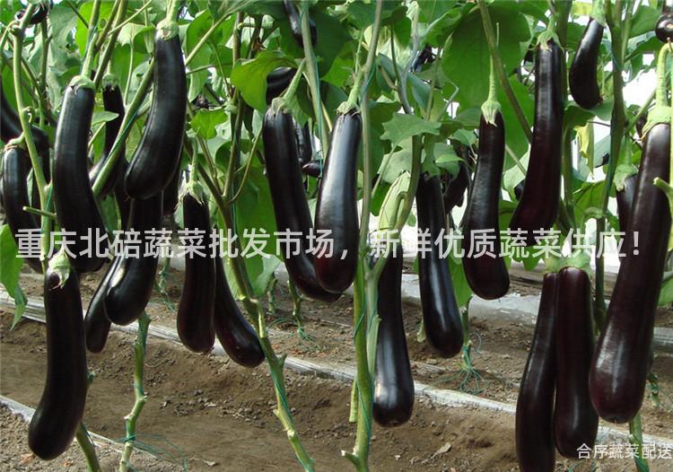 重庆北碚蔬菜批发市场，新鲜优质蔬菜供应！