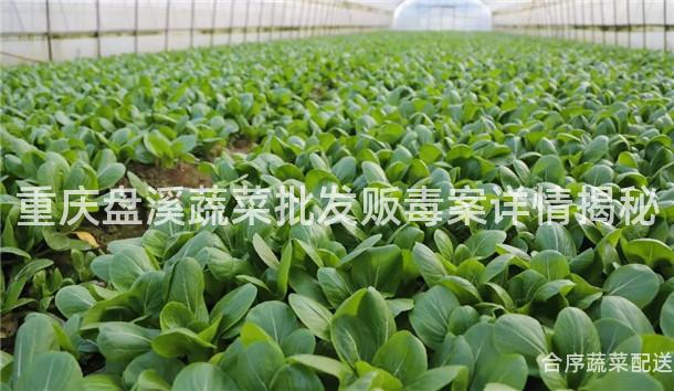 重庆盘溪蔬菜批发贩毒案详情揭秘