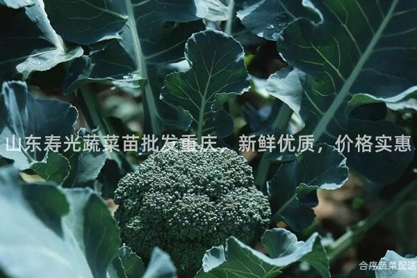 山东寿光蔬菜苗批发重庆，新鲜优质，价格实惠